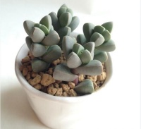 这三种多肉放阳台，轻轻松松就能长爆盆！