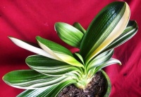 君子兰养护掌握好这几点，花朵一茬茬开不停！