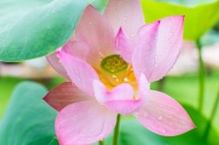 盛世大唐，一朵开放在唐诗与文人骚客笔下的清莲