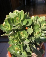 长寿花不开花？1个经典催花法，满头挤花苞，开到明年5月底