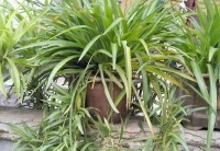 轻松四步把吊兰养成瀑布，你也是养花达人！