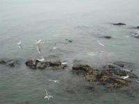 爱的祭礼     “幸福的荒岛啊”