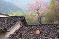 感悟人生之论活着