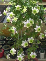 几月出生的人，脾气不是太好，运气却不会太差，年纪越大越不缺钱