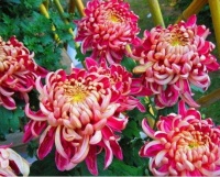 哪天出生的人，今年虽然一波三折，但来年发展平顺，直达富裕生活