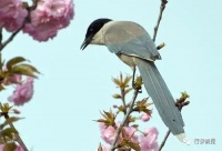 任崇喜：鸟鸣虫唱｜散文选读