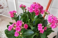 5、6月养长寿花，切记这“3不要”，秋季开花早，花苞多1倍！