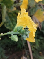 李文全随拍：像蚂蚁无需语言，只要肝胆