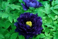 5月养“牡丹”，施肥“这处”要留意，不然花儿全落、连根都不剩