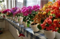 家养4种旺运花，吉祥又喜庆，比牡丹还美，年年开花美翻