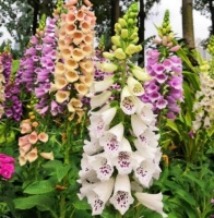 家里要养4种花，开花吉祥又喜庆，比牡丹还美，年年开花美翻