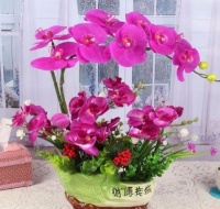 此款花卉便宜又好养，花开爆盆美如花，枝头窜满花苞，美