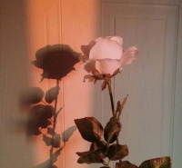 「励志语录」直面生活，勇敢且真诚