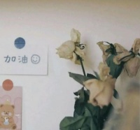 「励志语录」你的每一份努力，都将绚烂成花