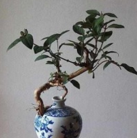 外公用空酒瓶养花，美成这个样子，邻居见到都抢着想要买！