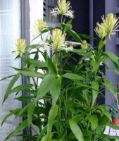 有养这3种花可要注意了，一不小心就能戳到屋顶上去