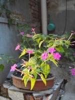 这6种花，夏天怎么晒都晒不死，还能疯狂开花，一开就是满盆