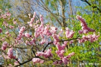 问卦哪得妙如许，梅花易数暗香来