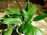 超耐阴的3种盆栽花卉，好养又耐看，在家养一盆，净化空气除异味