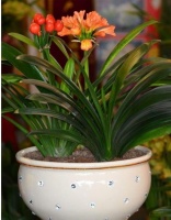 随手几个小动作，就能让君子兰、吊兰、绿萝长期绿油油不黄叶！