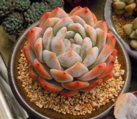 公认好养的5种多肉植物，颜值高易爆盆，适合新手！