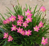 舌尖上的美食：一种适合秋天的盆栽花卉，一开花五六次，轻松爆满一阳台！