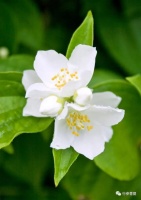 崔丽洁：那株茉莉｜散文选读