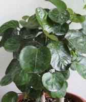 5种“招财花”，客厅卧室各样一盆，寓意好，美丽又好养