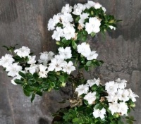 六月雪不开花，换个“位置”浇点“促花水”，年年六月开雪花