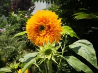 娃娃攀上幸福梯（七绝五首）