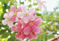 人生因淡然而清雅，生命因宽容而博大