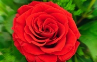 有理想在的地方，地狱就是天堂