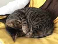 梦生山涧困蜷猫