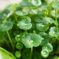 随便扯片叶子就能存活的4种花，其中一种是新房必备，省心省钱