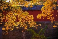 中华好诗词·喝火令｜见晚情如旧，交疏分已深