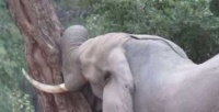 大象用头疯狂撞树，直到撞晕倒下，动物保护人员上前查看后大怒