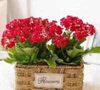 四月养长寿花，做好这几件事，还能再开一茬花，叶绿花美！