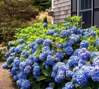 绣球花没花苞？多晒晒、施点肥，花苞蹭蹭往外冒！