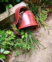 兰花“自杀”了？试试用“屑料”，用“丝袜”养！