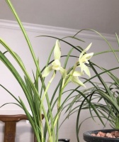 兰花不停的发新的叶芽，会不会影响开花？