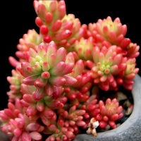 喜欢多肉的朋友，学会这三个小技巧，秒变养花界“多肉大神”