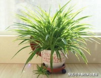 选择一束你喜欢的鲜花，测你和同事关系越来越好还是越来越差