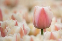 懂得，是生命中最美的缘