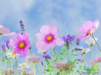 我在等风，也在等你，大概醉美的爱情就是这些句子的样子吧