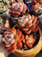 12月养一盆橙梦露，低温刺激半个月，颜色温暖迷人，值得拥有！