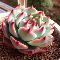 新手养多肉选它，冬天不容易掉状态，照样上色美美哒！