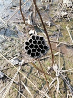 李文全随拍：父母的老话，在年味中虚位以待