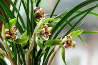 兰花养护技巧，注意摆放位置，一年四季叶子翠绿，不黄叶烂根