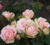 喜欢在阳台上养花就选择此3种，花色艳丽抓人眼球，谁养谁喜欢