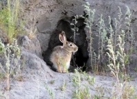 俗语：兔子不吃窝边草的下一句是什么？知道真正答案的人没几个